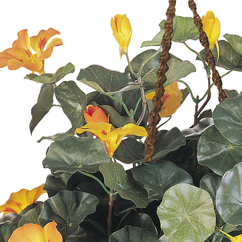 Nasturtium Hanging Basket Arrangement in Basket