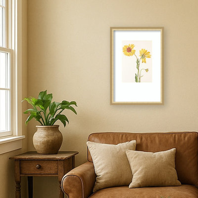 Perennial Gaillardia Mary Vaux Walcott by Mary Vaux Walcott Wood Framed Wall Art Print