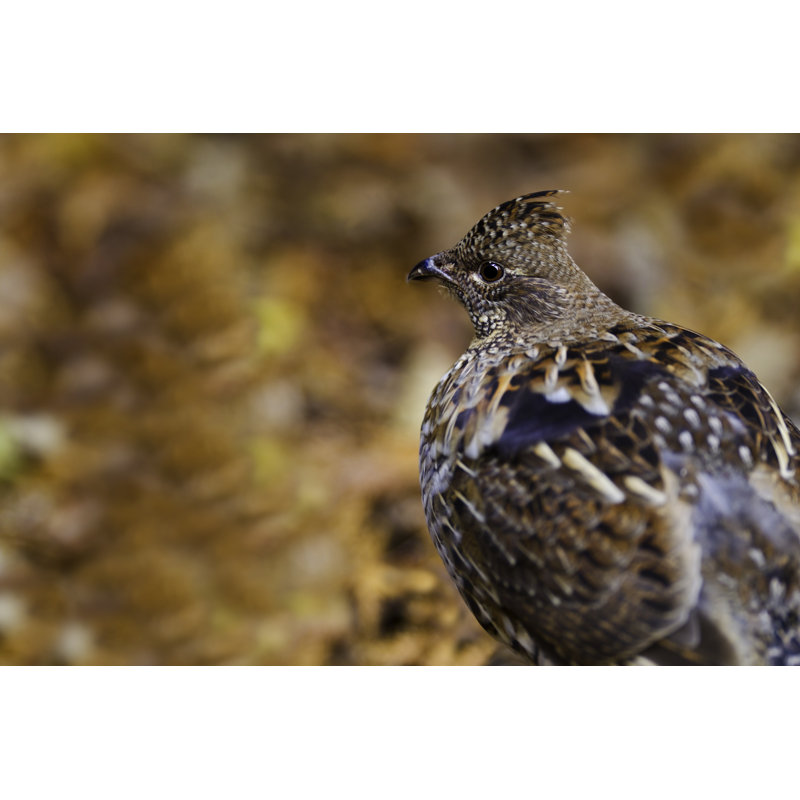 «Ruffed Grouse Autumn» par Paulbinet - Photographie sur toile tendue, H 8 po x l 12 po