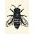 Bee - Office Insect Framed Matted Print for Home Decor