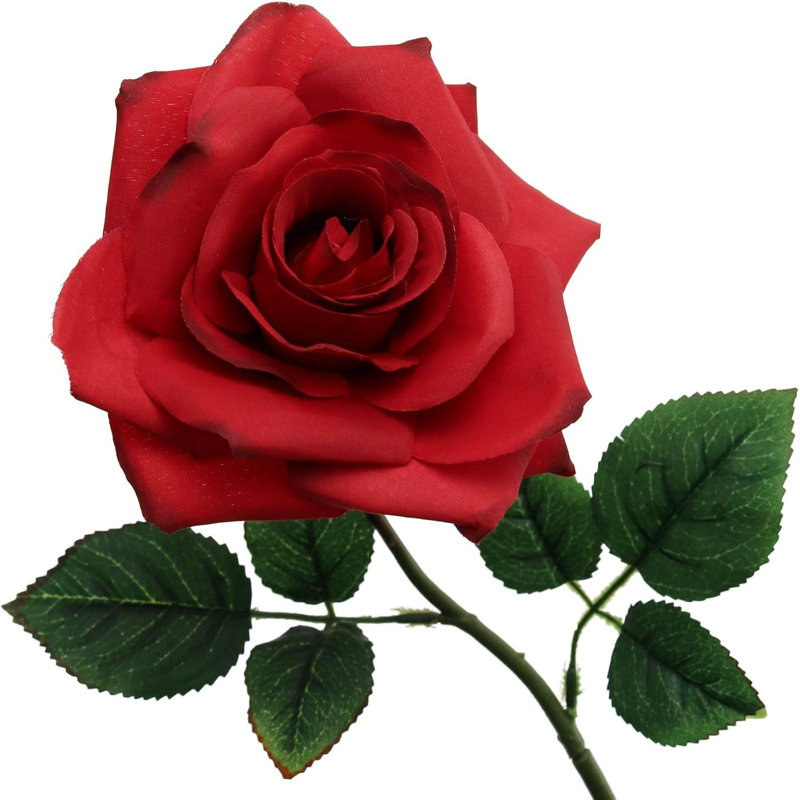 20" Open Rose Stem - 12 Pack