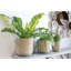 Abbs Basket-923250976