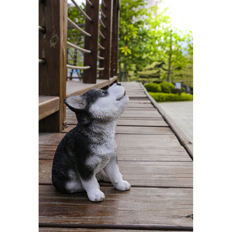 CHIOT SIBERIEN HUSKY PUPPY