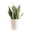 Costa Farms Sansevieria Zeylanica Snake Plant