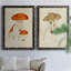 Toile encadrée de qualité supérieure Mushroom Variétés-816178479-816178449