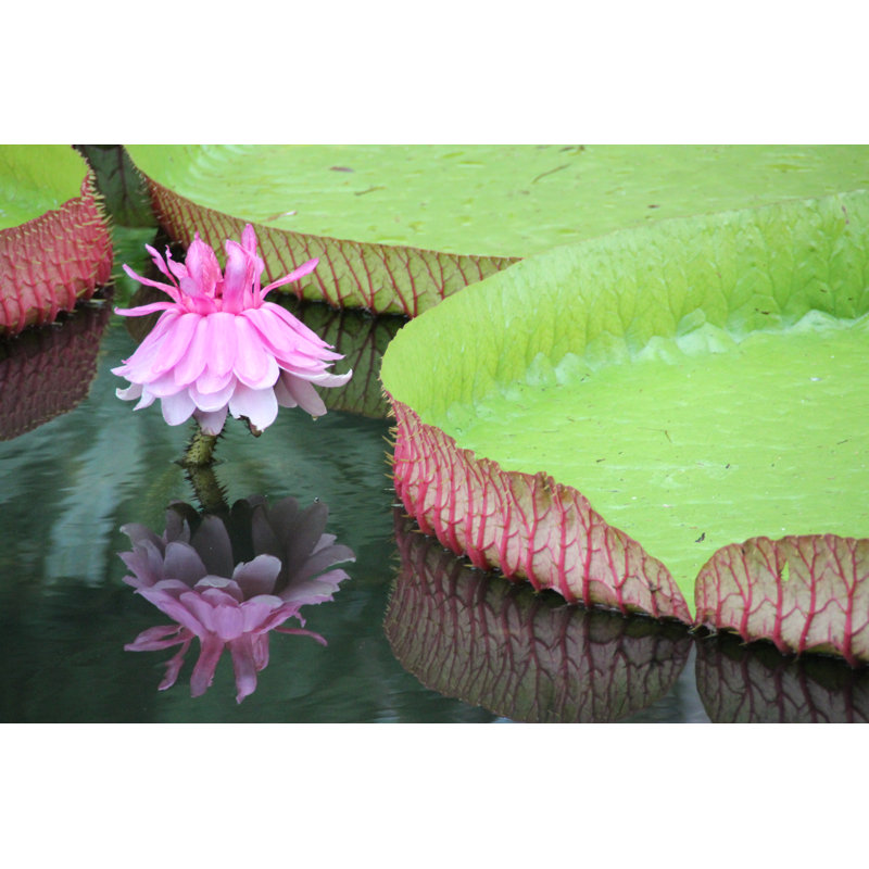 Nénuphar géant - Photographie sur toile, H 8 po x l 12 po