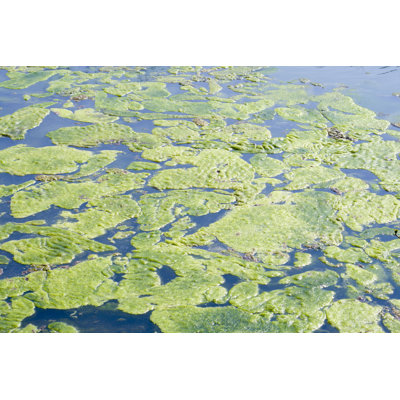Marayah " Algae Floating In Pond " by Alexeys