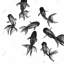 Petits poissons noirs - reproduction encadrée pour la décoration intérieure
