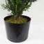 Faux Tree in Pot Liner-93622441