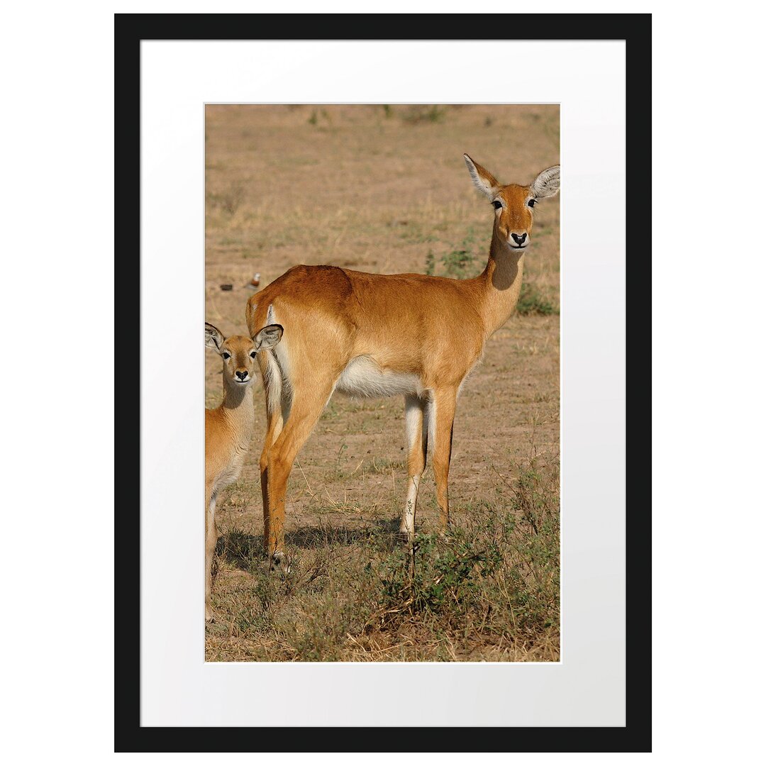 Gerahmtes Poster Indische Gazelle mit Jungtier