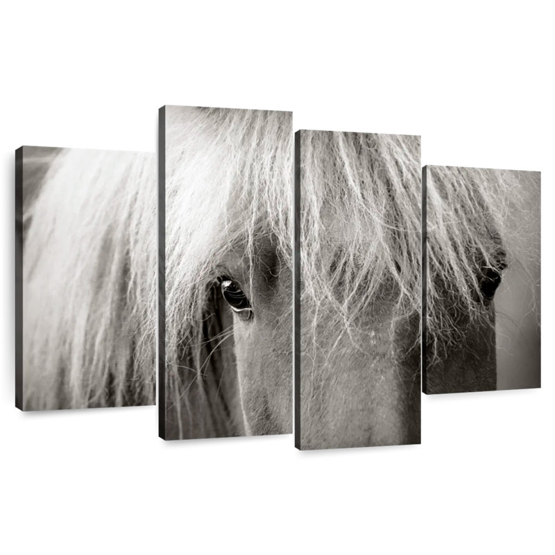 Brampt Icelandic Horse Up Close