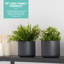 Abelius Pot Planter-1920344984