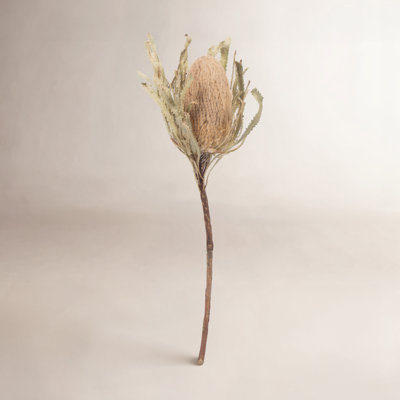 12" Jumbo Banksia Flower with Stem Dried