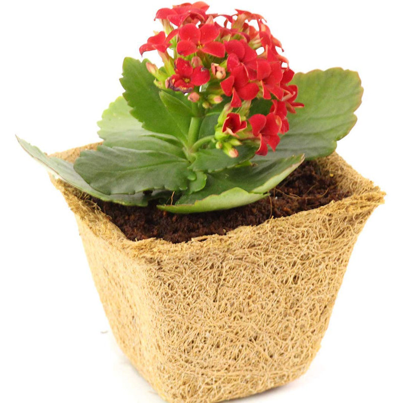 Dalary Pot Planter