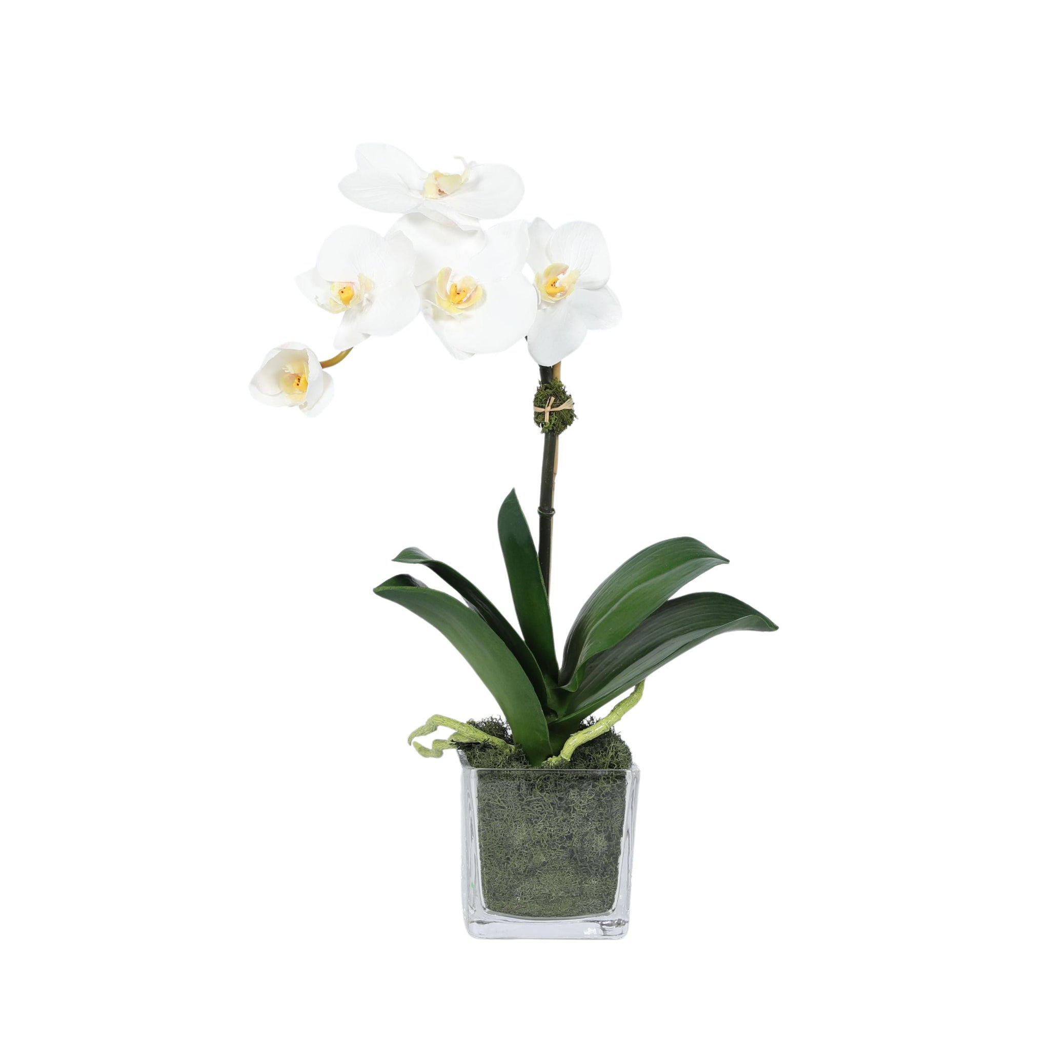 Primrue Orchid Arrangement In Square Glass Vase & Reviews | Wayfair