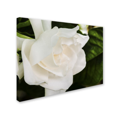 « gardenia », reproduction de photo sur toile tendue