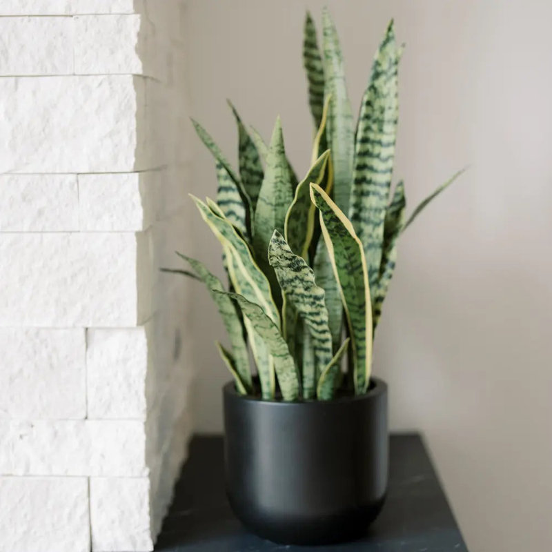 30" Artificial Snake Plants in Black Pots
