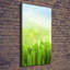 Grass - Wrapped Canvas Print