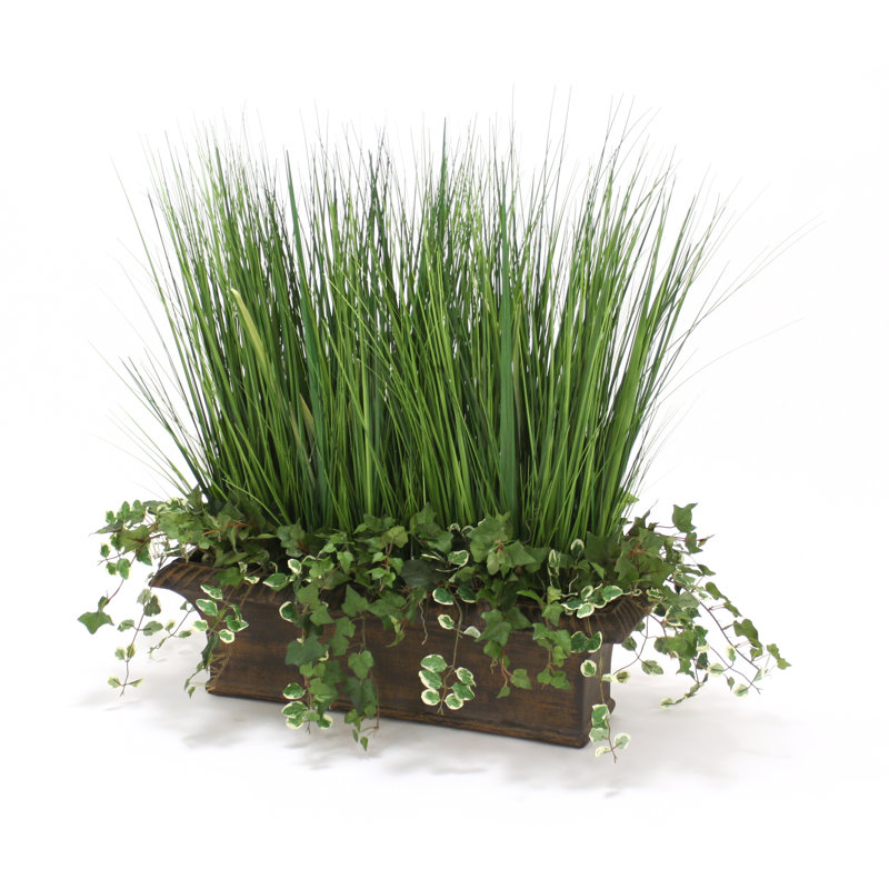 Herbe ivy suédoise en pot de fleurs
