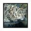 «White Tiger», impression sur toile-29480013-73581550-73581551