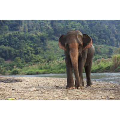Elephant standing by river 184944609