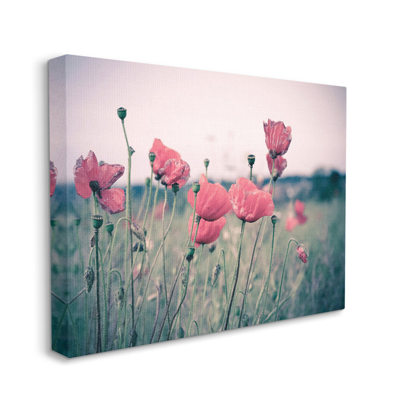 Champ de coquelicots d'automne - photographie, H 24 po x l 30 po, Toile tendue