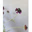 Scabieuse violette, fleur sauvage 29 po