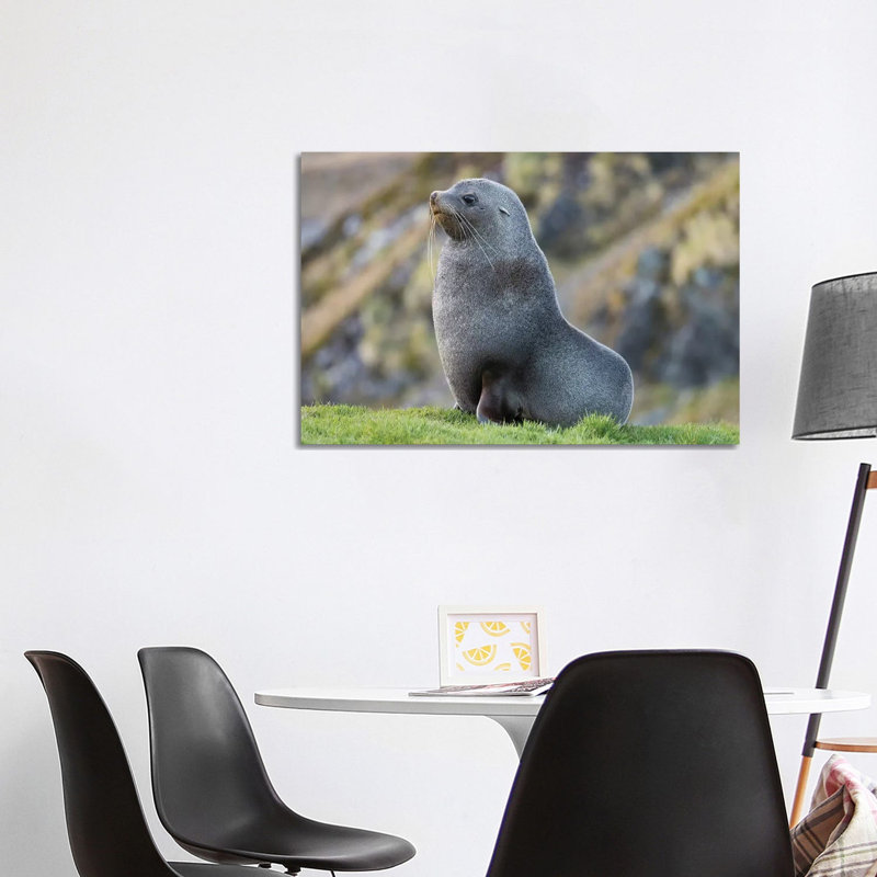 Antarctic Fur Seal (Arctocephalus Gazella) Bull. South Georgia Island 1 Piece Wrapped Canvas Wall Art