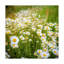 «Daisies In Field» par Dan Ballard - reproduction de photo sur toile