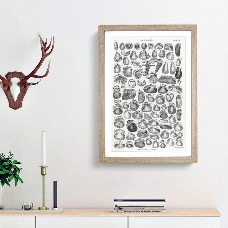 Study of Mollusc Shells XXI by Oliver Goldsmith - Picture Frame Drawing Print, 48cm H x 36cm W x 2cm D, Oak Framed
