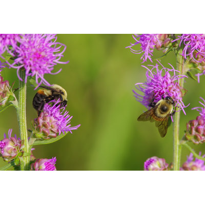 Clotille Bumble Bees - Wrapped Canvas Print