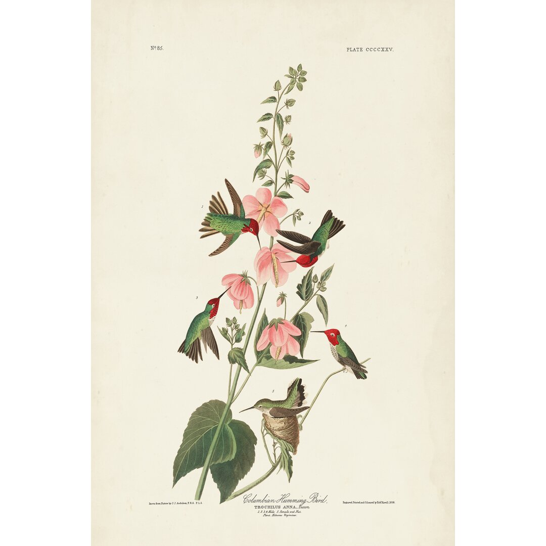 Leinwandbild Pl 425 Columbian Hummingbird von John Audubon