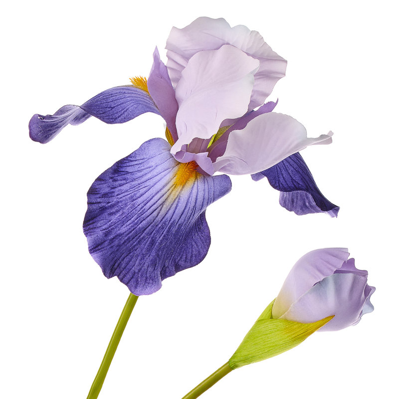 Iris barbu + bourgeon 37 po 