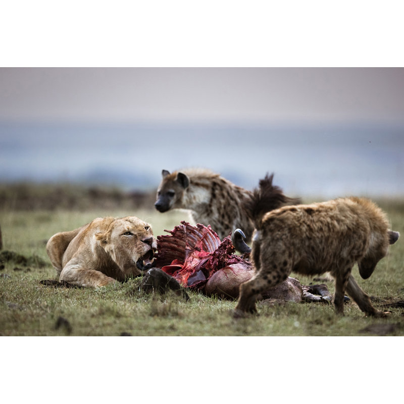 Lioness Protecting Her Food by Skynesher - No Frame Print on Canvas, 20cm H x 30cm W