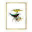 «Vintage Australian Birds XV», impression sur toile-59762100-59762101