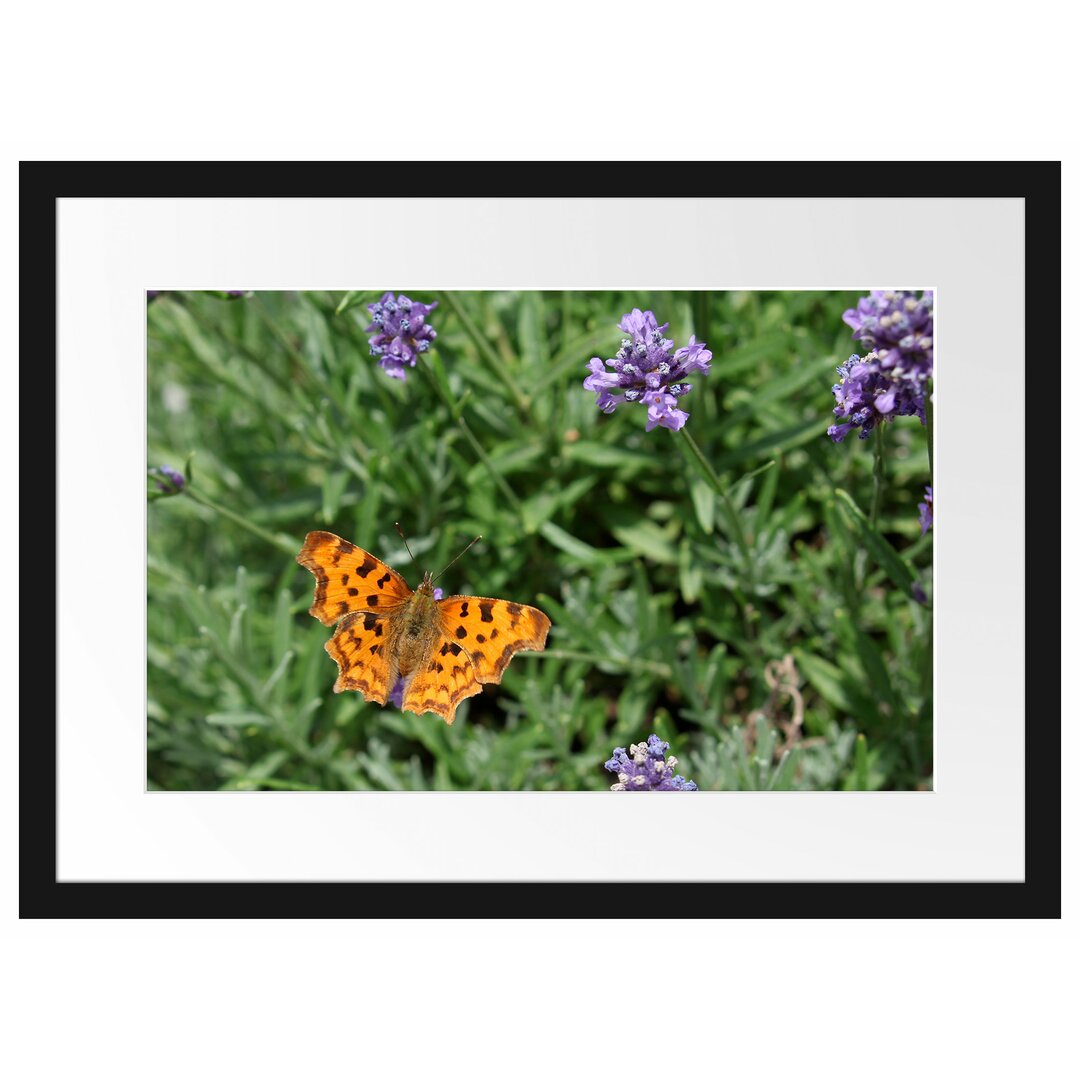 Schmetterling in Blumenwiese Gerahmter Fotodruck Poster