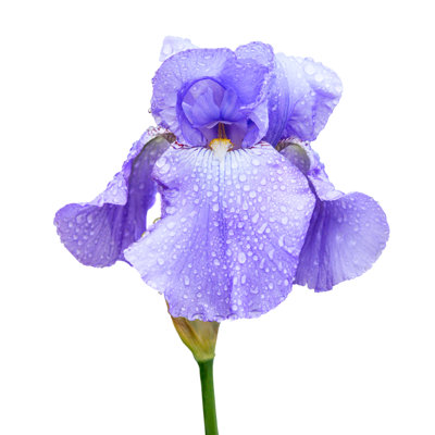 Iris Flower on White Background by Rusm