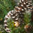 Frosted Berry Wreath with Clear Lights-1875699436