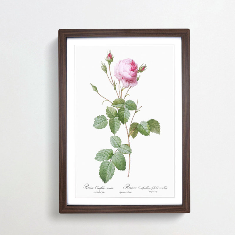 Pink Provence Rose by Pierre-Joseph Redoute - Picture Frame Graphic Art Print, 65cm H x 48cm W x 2cm D, Walnut Framed