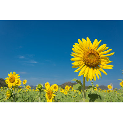 Tournesol avec ciel bleu par Naimage - Photographie sur toile tendue