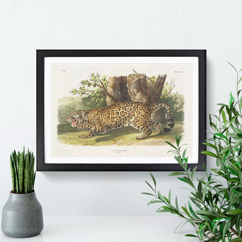 Jaguar by J.W. Audubon - Framed Print, 48cm H x 65cm W x 2cm D, Black Framed