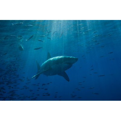 Grand requin blanc par Cdascher