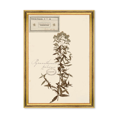 HERBARIUM ALPINIUM VI
