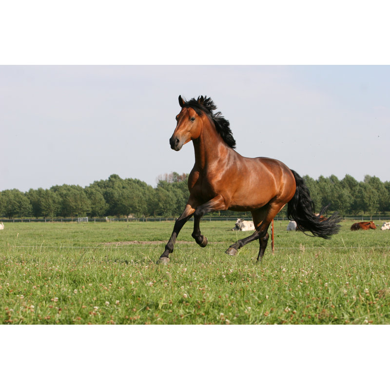 Photographie de toile de cheval châtaignier, H 8 po x l 12 po