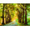 " Tree Path "