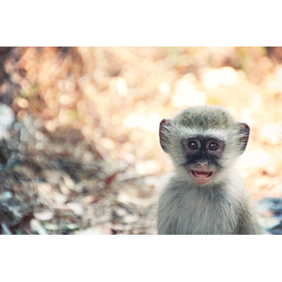 " Baby Monkey " by Sillierthansally