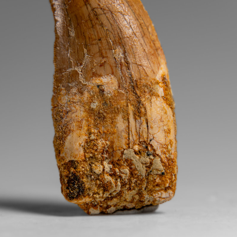 Genuine Natural Carcharodontosaurus Dinosaur Tooth In Display Box
