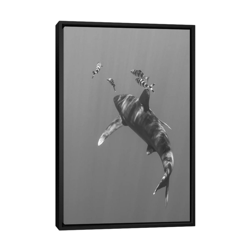" Oceanic Whitetip Shark, Cat Island, Bahamas I " by Brent Barnes, Black Framed Canvas, No Mat, 26" H x 18" W x 1.5" D