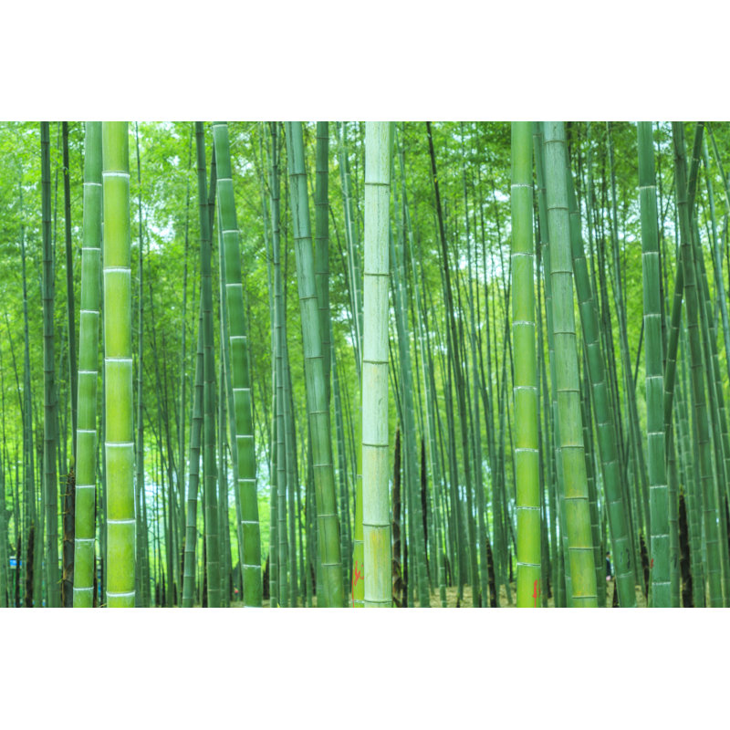 Bamboo - Wrapped Canvas Print, 30cm H x 46cm W
