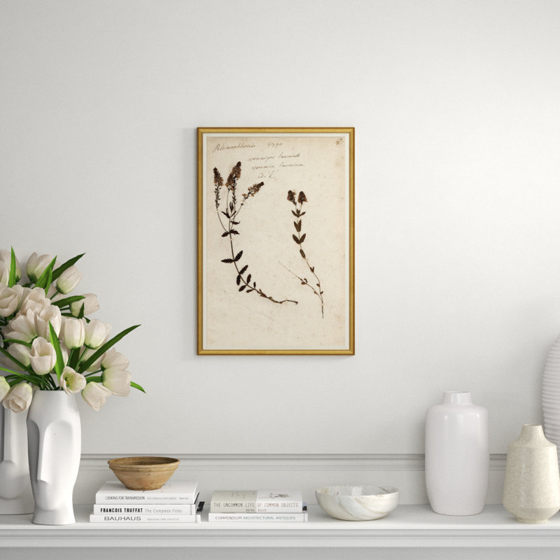 Herbarium Giclee Print by Soicher Marin Archives